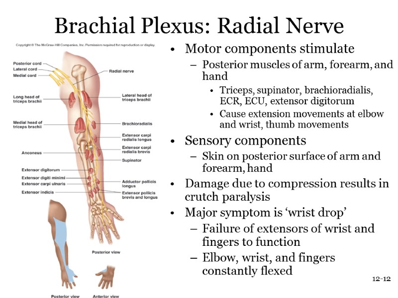 12-12 Brachial Plexus: Radial Nerve Motor components stimulate  Posterior muscles of arm, forearm,